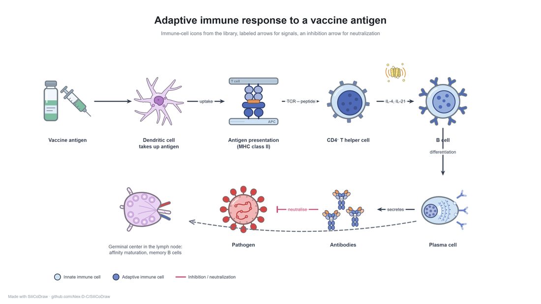Immunology schematics