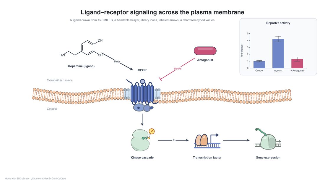 Signalling at a membrane